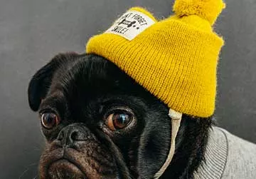 Cachorro com gorro