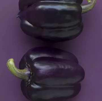 Pimentão roxo